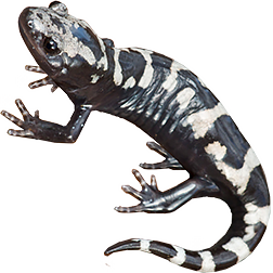 Marbled Salamander